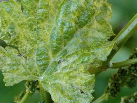 Grapevine virus A