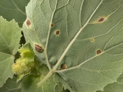 Cocklebur rust