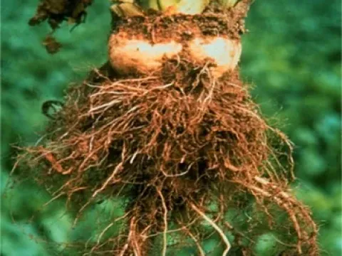 Beet Rhizomania