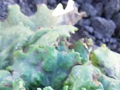 Lettuce umbravirus