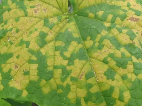 Cucumber green mottle mosaic virus