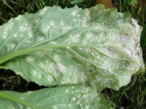Radish downy mildew