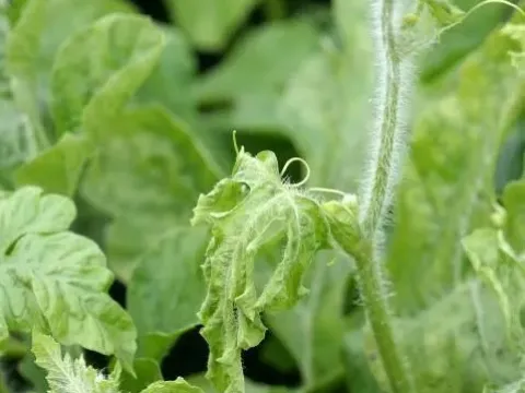 Cucurbit leaf curl virus