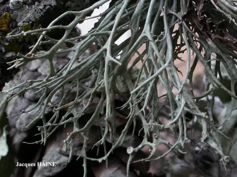 Ramalina implectens