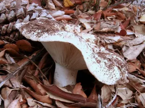 Green-fringe russula