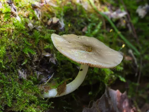 Bolbitius reticulatus