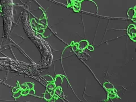 Arthrobotrys robusta