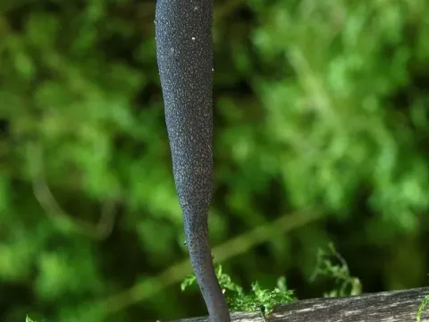 Xylaria longipes