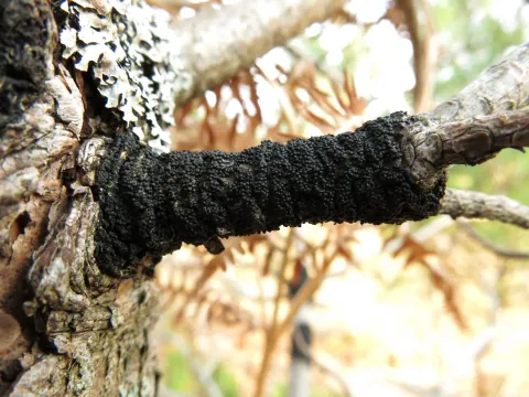Crumenulopsis