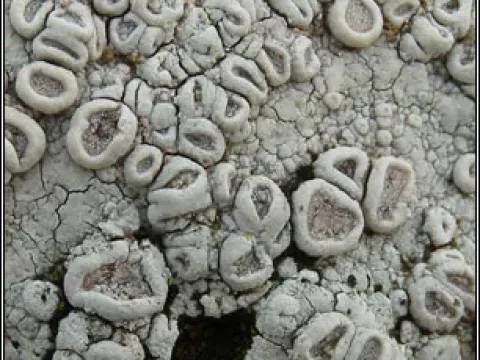 Ochrolechia parella
