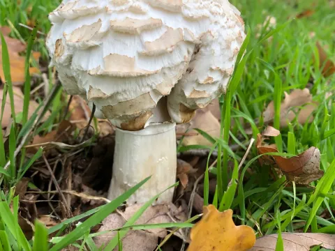 Chlorophyllum brunneum