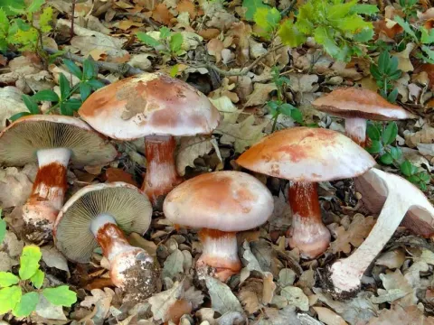 Cortinarius rufoolivaceus