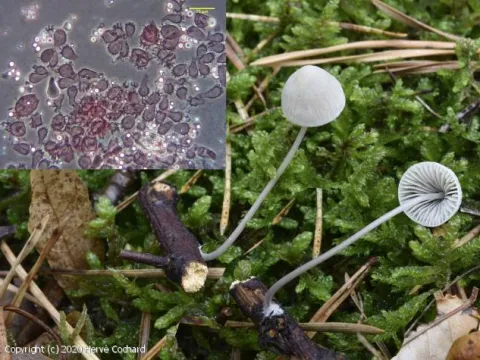 Yellow-white mycena