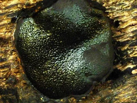 Camarops polysperma