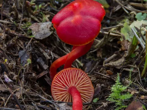 Scarlet waxcap
