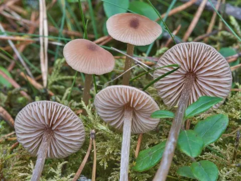 Наукория ольховая