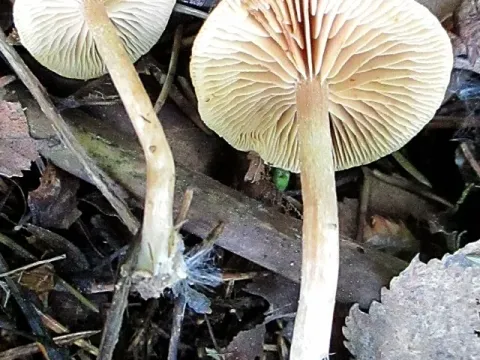 Naucoria subconspersa