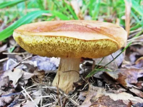 Moravian bolete