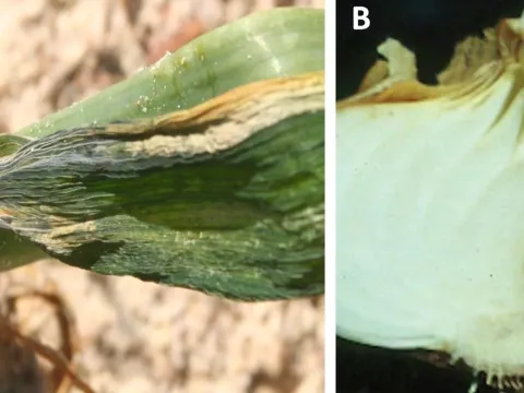 Onion panicle