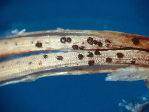 Sirococcus shoot blight