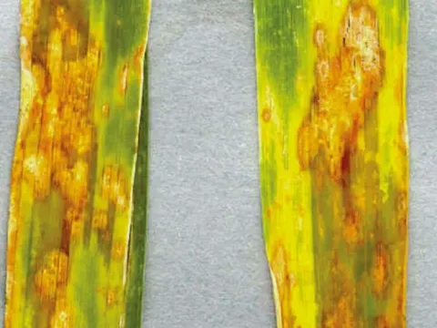 Wheat septoria