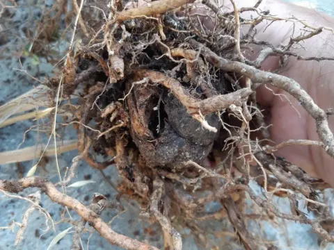 Ilyonectria palm rot
