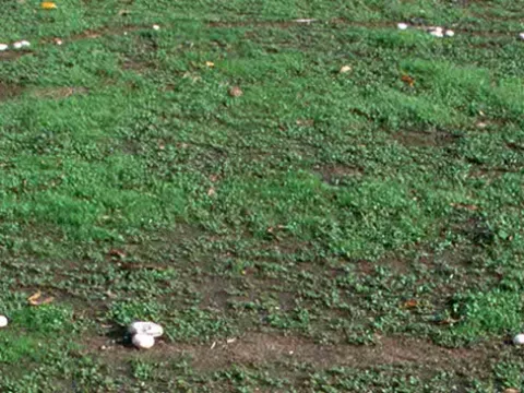 Agrocybe molesta