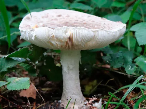 Amanita strobiliformis