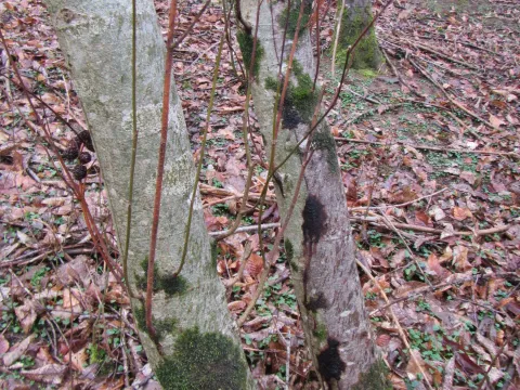 Alder phytophthora