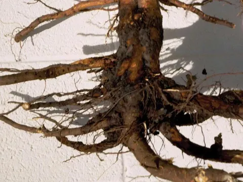 Phytophthora root rot