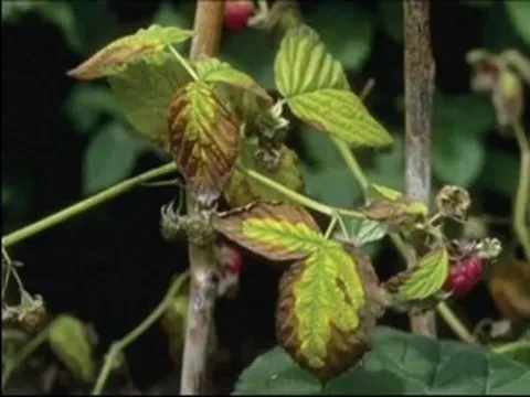 Phytophthora root rot of raspberry