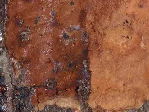 Phytophthora mengei