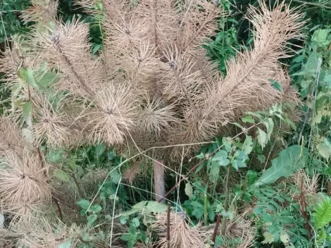 Phytophthora root rot of pine