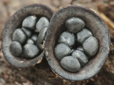 Dung bird's nest fungus