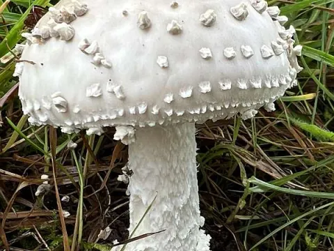 Amanita solitaria