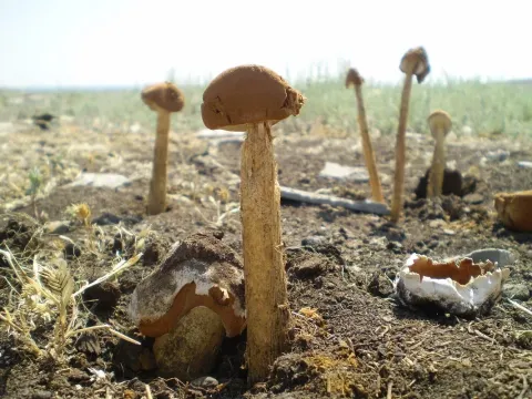 Баттаррея Стівенса