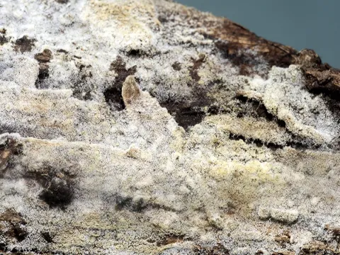 Botryobasidium laeve
