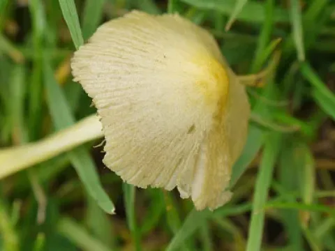 Bolbitius lacteus