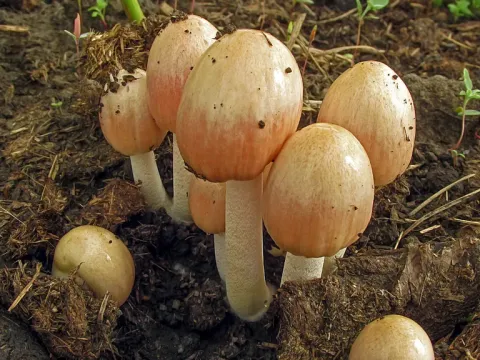 Bolbitius coprophilus