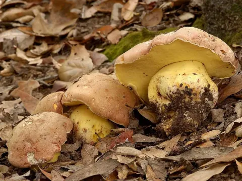 Butter bolete