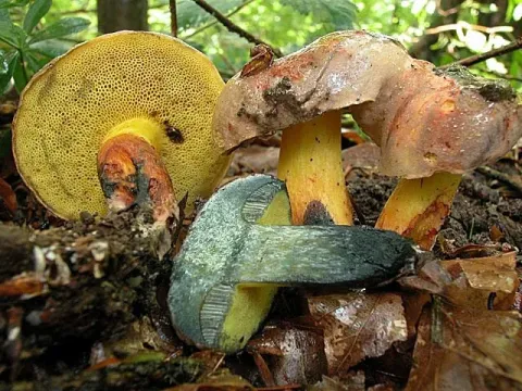 Boletus xanthocyanus