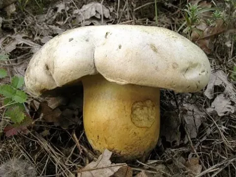 Rooting bolete