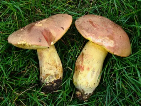 False royal bolete