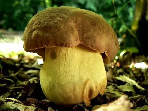 Boletus subappendiculatus