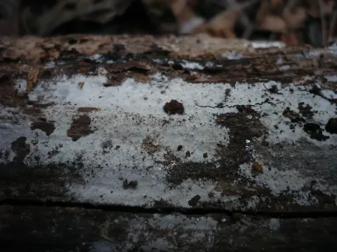 Athelia decipiens
