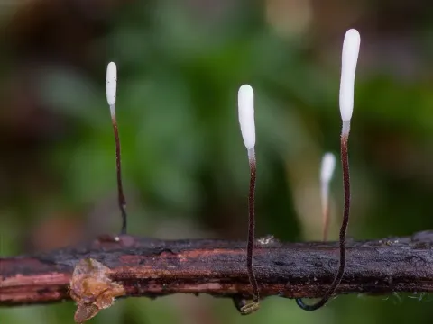 Typhula blight