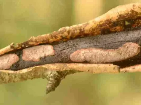 Tomentella sublilacina