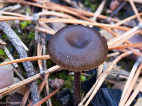Tephrocybe ambusta