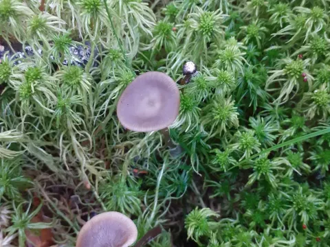 Tephrocybe palustris