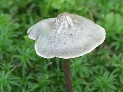 Tephrocybe rancida